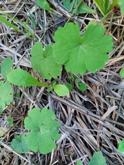 Geranium rotundifolium