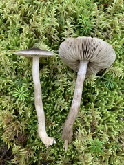 Tricholoma atrodiscus