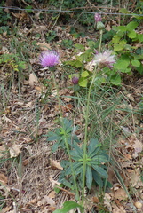Cirsium monspessulanum