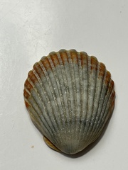 Argopecten