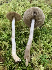 Tricholoma atrodiscus