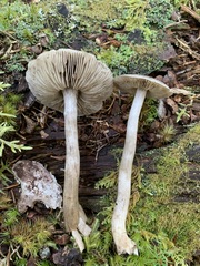 Tricholoma atrodiscus