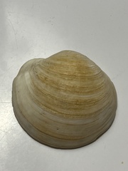 Anodontia alba