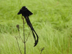 Euplectes progne