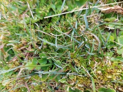 Poa dipsacea