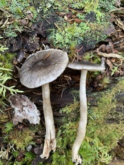 Tricholoma atrodiscus