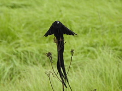 Euplectes progne