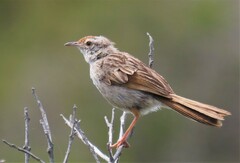 Cisticola subruficapilla