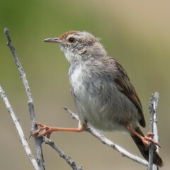Cisticola subruficapilla