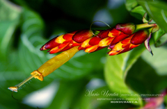 Sanchezia parvibracteata