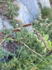 Carex senta