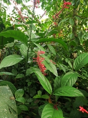 Odontonema