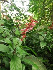 Odontonema