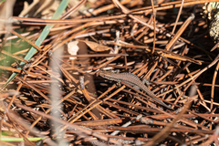 Podarcis muralis