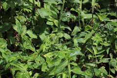 Hemistigma albipunctum