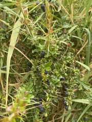 Rhaphithamnus spinosus