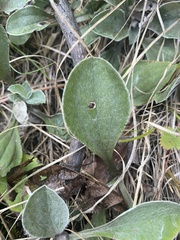 Antennaria plantaginifolia
