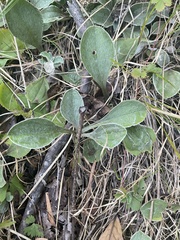 Antennaria plantaginifolia