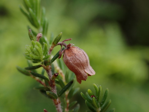 Hairygland Heath (Erica pubescens)
