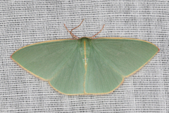 Chlorocoma assimilis