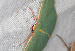 Chlorocoma assimilis