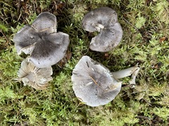 Tricholoma atrodiscus