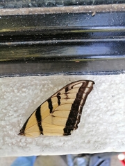 Papilio multicaudata multicaudata