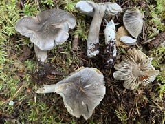 Tricholoma atrodiscus