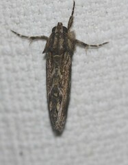 Zalissa catocalina