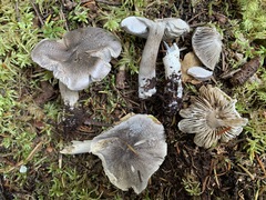 Tricholoma atrodiscus