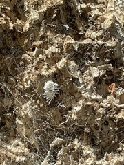 Pseudococcus