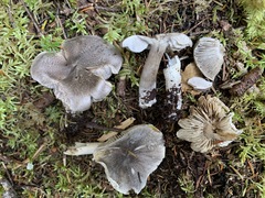 Tricholoma atrodiscus