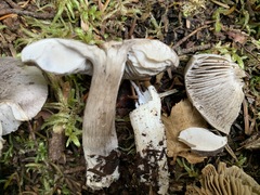 Tricholoma atrodiscus