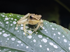 Indosylvirana