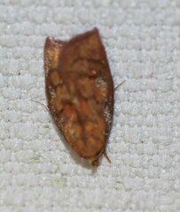 Pycnozancla