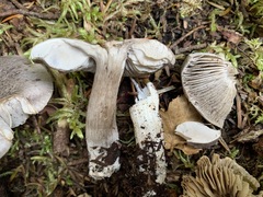 Tricholoma atrodiscus