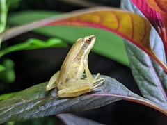 Indosylvirana