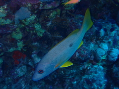 Lutjanus monostigma