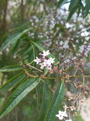 Aloysia citrodora