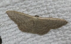 Idaea philocosma
