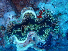 Tridacna squamosa