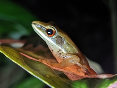 Indosylvirana