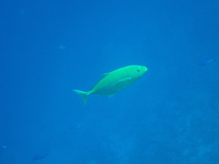 Flavocaranx bajad