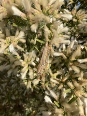 Melanoplus yarrowii