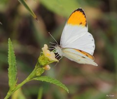 Colotis aurora