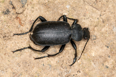 Calosoma maderae