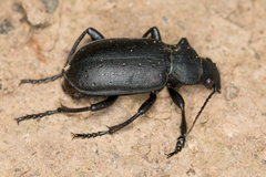 Calosoma maderae