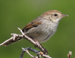 Cisticola subruficapilla