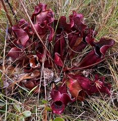 Sarracenia purpurea venosa