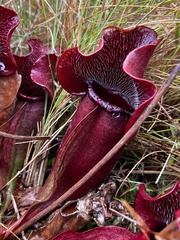 Sarracenia purpurea venosa